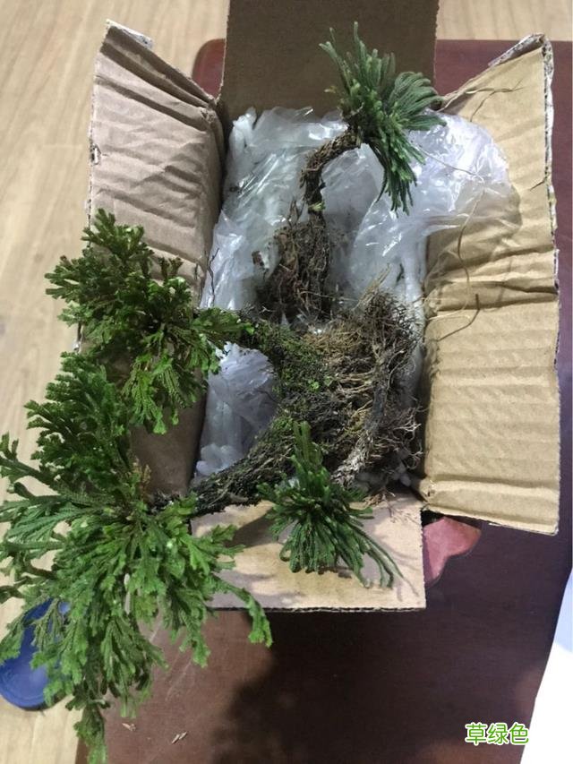 卷柏草的功效与作用及禁忌 卷柏草的功效与作用