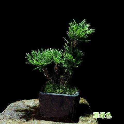 卷柏草的功效与作用及禁忌 卷柏草的功效与作用