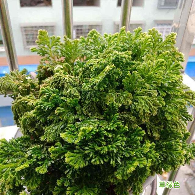 卷柏草的功效与作用及禁忌 卷柏草的功效与作用