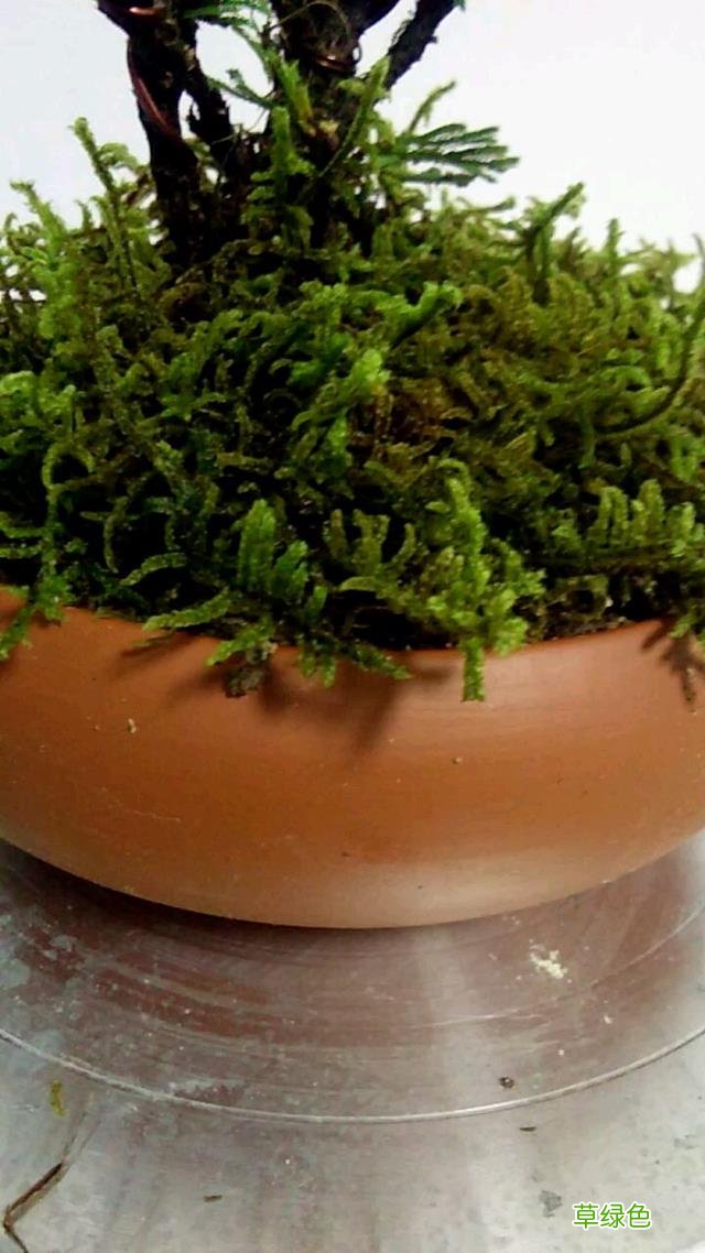 卷柏草的功效与作用及禁忌 卷柏草的功效与作用