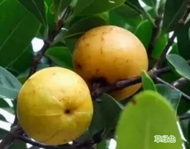 中药山竹子的功效与作用 中药山竹子的功效
