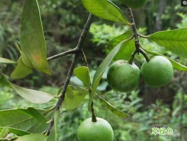 中药山竹子的功效与作用 中药山竹子的功效