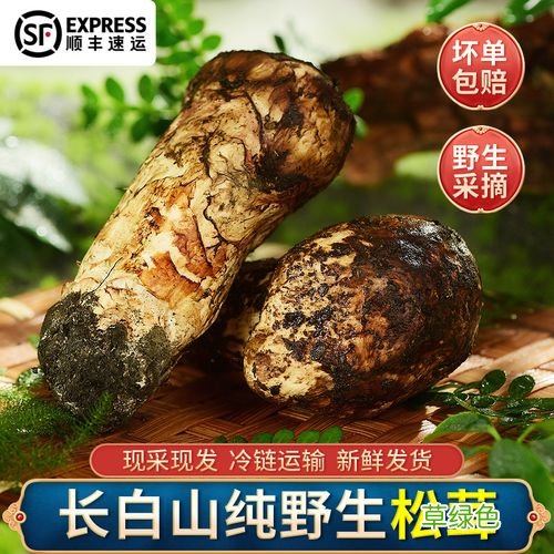 松茸菌菇图片 松茸菌菇煲