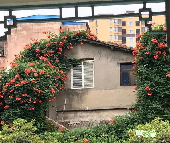 月季当玫瑰卖 月季交友