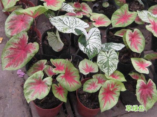 紫色芋梗功效与作用 紫梗药芋图片及功效与作用