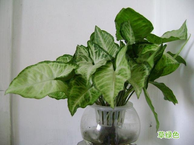 紫色芋梗功效与作用 紫梗药芋图片及功效与作用