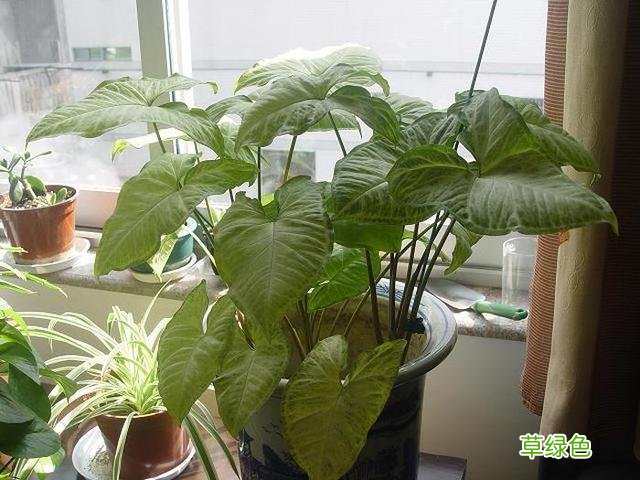 紫色芋梗功效与作用 紫梗药芋图片及功效与作用