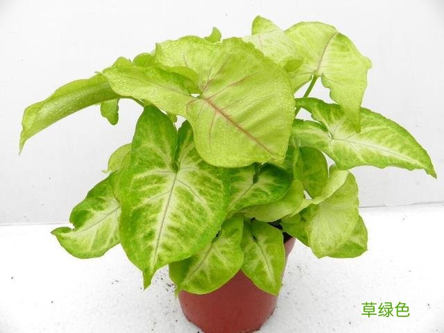 紫色芋梗功效与作用 紫梗药芋图片及功效与作用