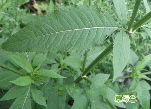 续断的功效与作用叫续断吗 续断有什么功效与作用