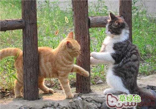 怎么和小猫玩 猫咪交友怎么玩