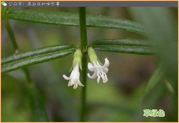 白花丹根的功效 丨白花丹根功效