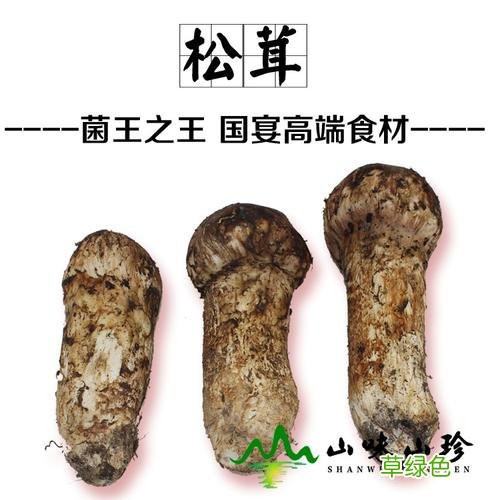 松茸菌有什么药用价值
