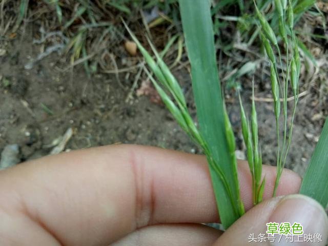 野生小麦的作用与功效与作用