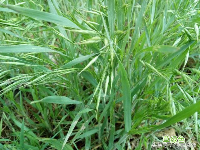 野生小麦的作用与功效与作用