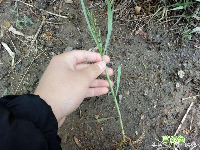 野生小麦的作用与功效与作用
