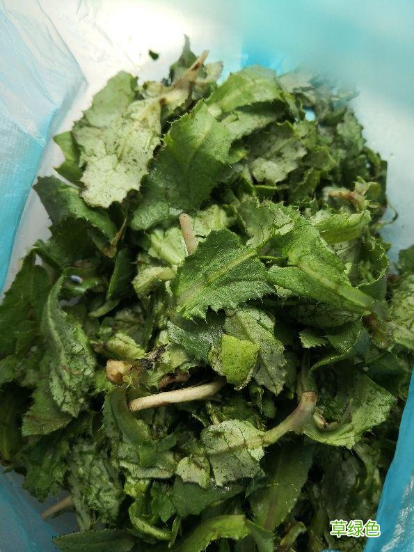 小蓟刺菜的作用 刺蓟菜的功效与作用