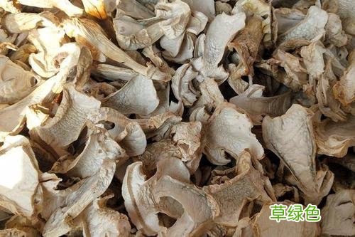 干松茸直播