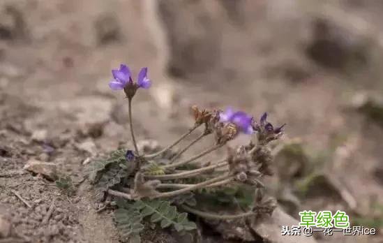 中药地丁的功效与作用 中药地丁功效与作用