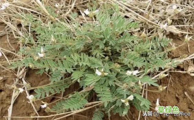 中药地丁的功效与作用 中药地丁功效与作用