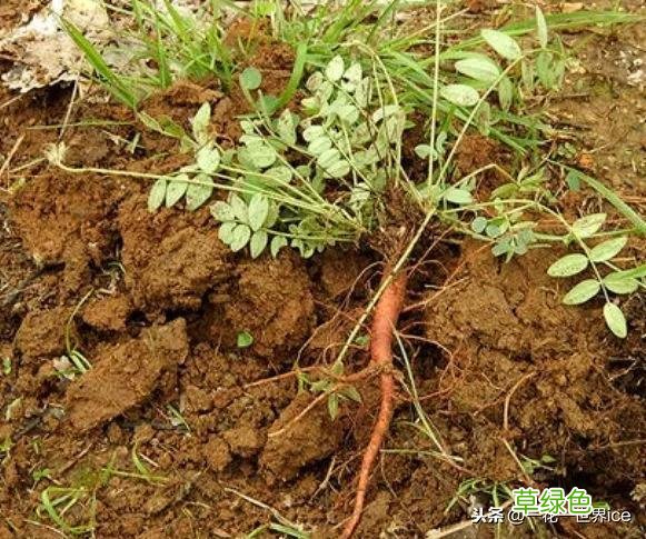 中药地丁的功效与作用 中药地丁功效与作用