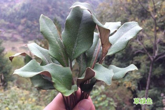 石苇功效和作用 石苇功效与作用图片