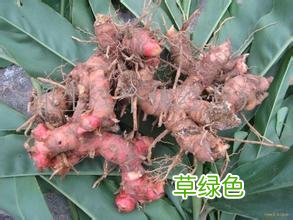 这几种姜90%的人只知名字，10%的人知道区别，你了解它们吗？ 姜名字有
