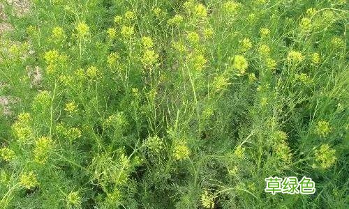 葶苈子的归经与功效 葶苈子的归经和功效