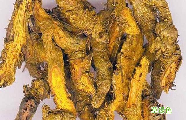 黄连黄连的功效与作用及禁忌 黄连黄连的功效与作用