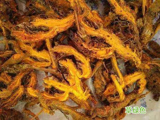 黄连黄连的功效与作用及禁忌 黄连黄连的功效与作用