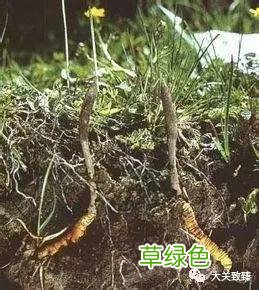 冬虫夏草生长环境要求 冬虫夏草的生长规律