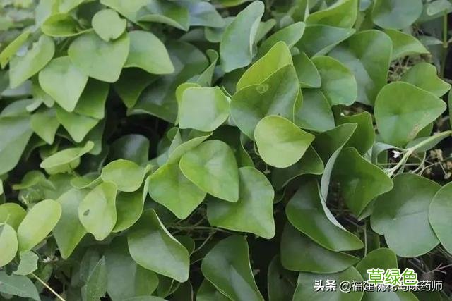 千金藤的功效与作用新冠 千金藤的功效与作用
