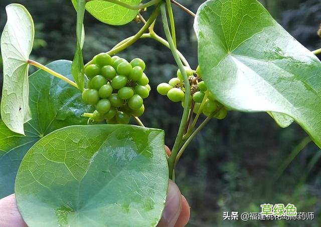 千金藤的功效与作用新冠 千金藤的功效与作用