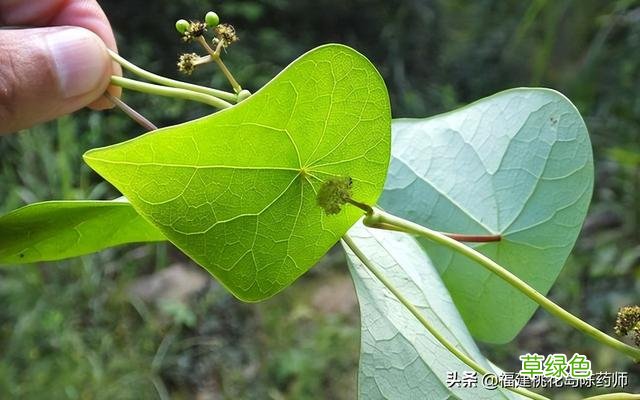 千金藤的功效与作用新冠 千金藤的功效与作用