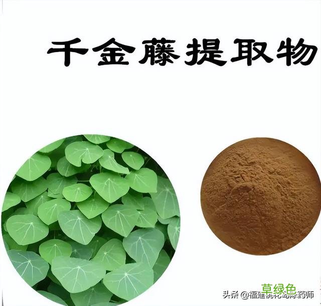 千金藤的功效与作用新冠 千金藤的功效与作用