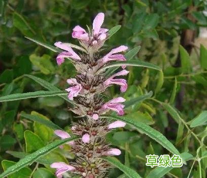 茺蔚子的功效和作用及食用方法 茺蔚子的功效与作用及食用方法