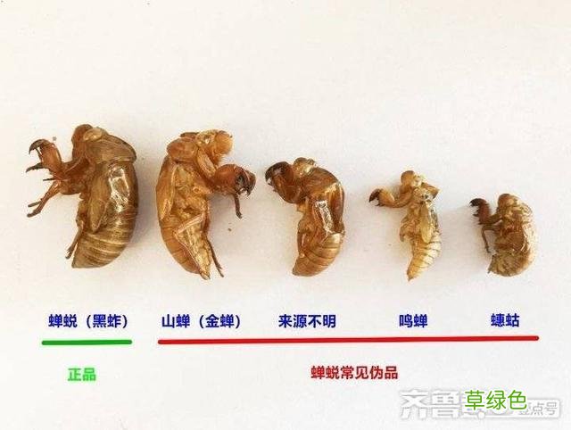 蝉蜕的中药功效与作用 蝉蜕的中药功效