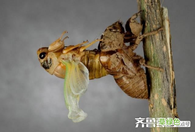 蝉蜕的中药功效与作用 蝉蜕的中药功效
