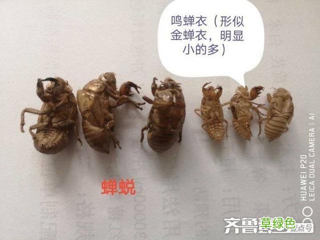 蝉蜕的中药功效与作用 蝉蜕的中药功效