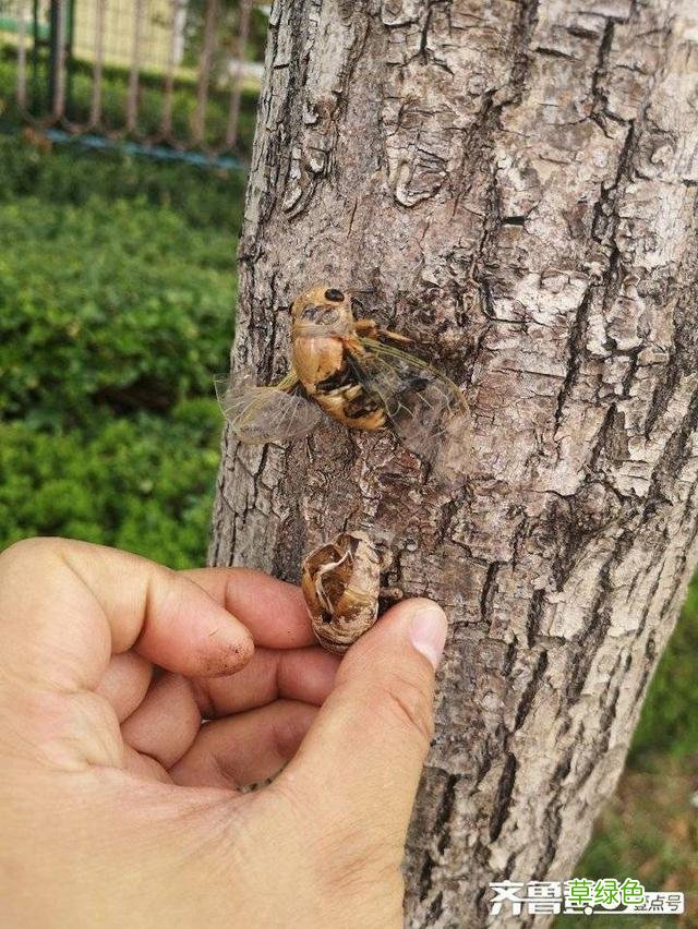 蝉蜕的中药功效与作用 蝉蜕的中药功效