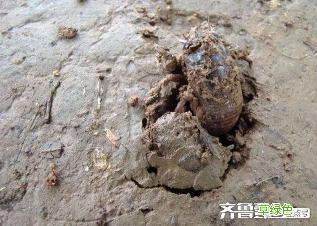 蝉蜕的中药功效与作用 蝉蜕的中药功效
