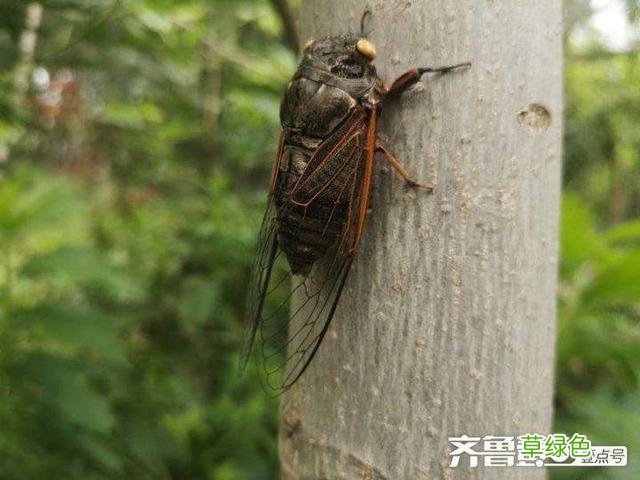 蝉蜕的中药功效与作用 蝉蜕的中药功效