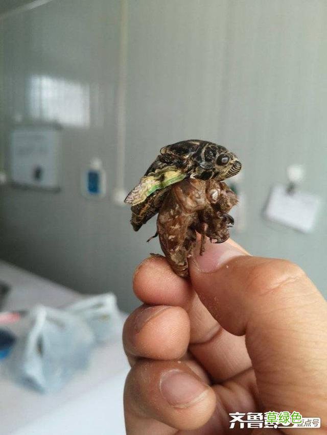 蝉蜕的中药功效与作用 蝉蜕的中药功效