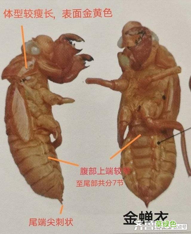 蝉蜕的中药功效与作用 蝉蜕的中药功效