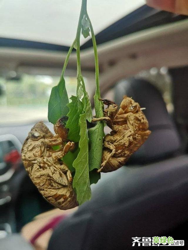 蝉蜕的中药功效与作用 蝉蜕的中药功效