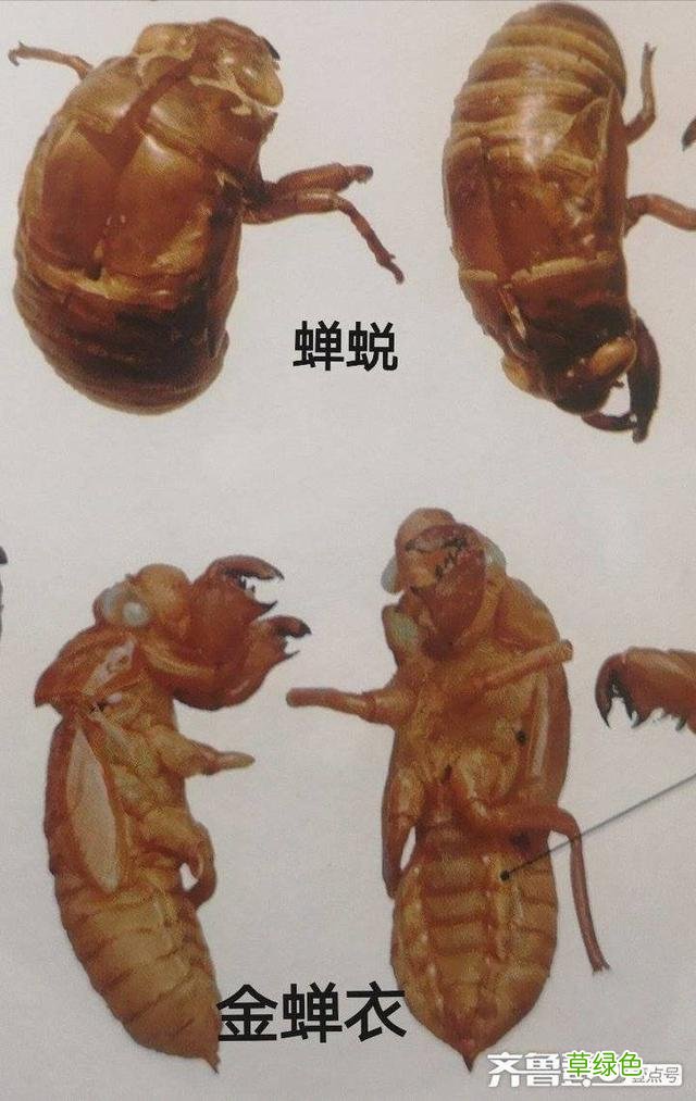 蝉蜕的中药功效与作用 蝉蜕的中药功效