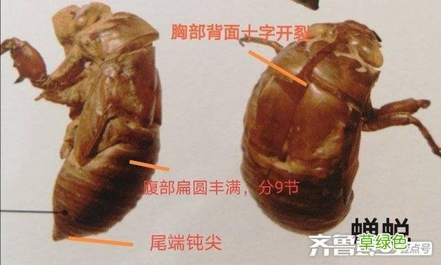 蝉蜕的中药功效与作用 蝉蜕的中药功效