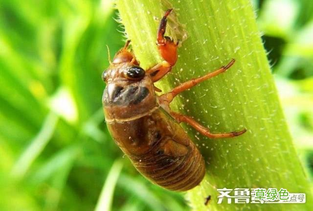 蝉蜕的中药功效与作用 蝉蜕的中药功效