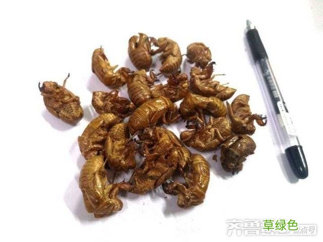 蝉蜕的中药功效与作用 蝉蜕的中药功效