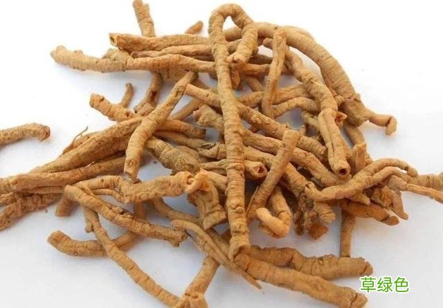 蜜远志的作用和功效 蜜远志的作用与功效与作用