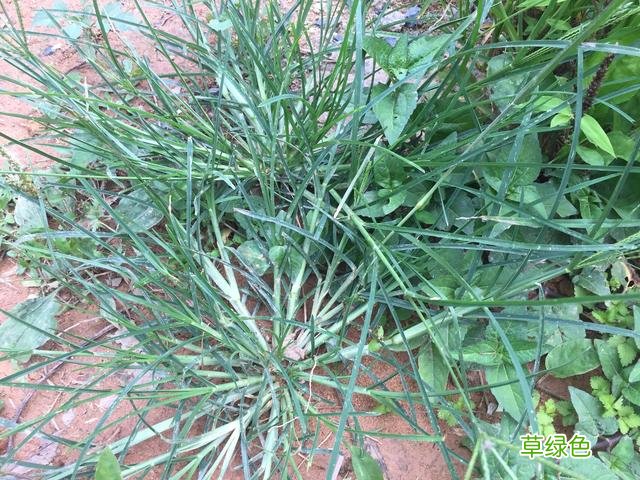 千金草有什么作用 药材千斤草的功效